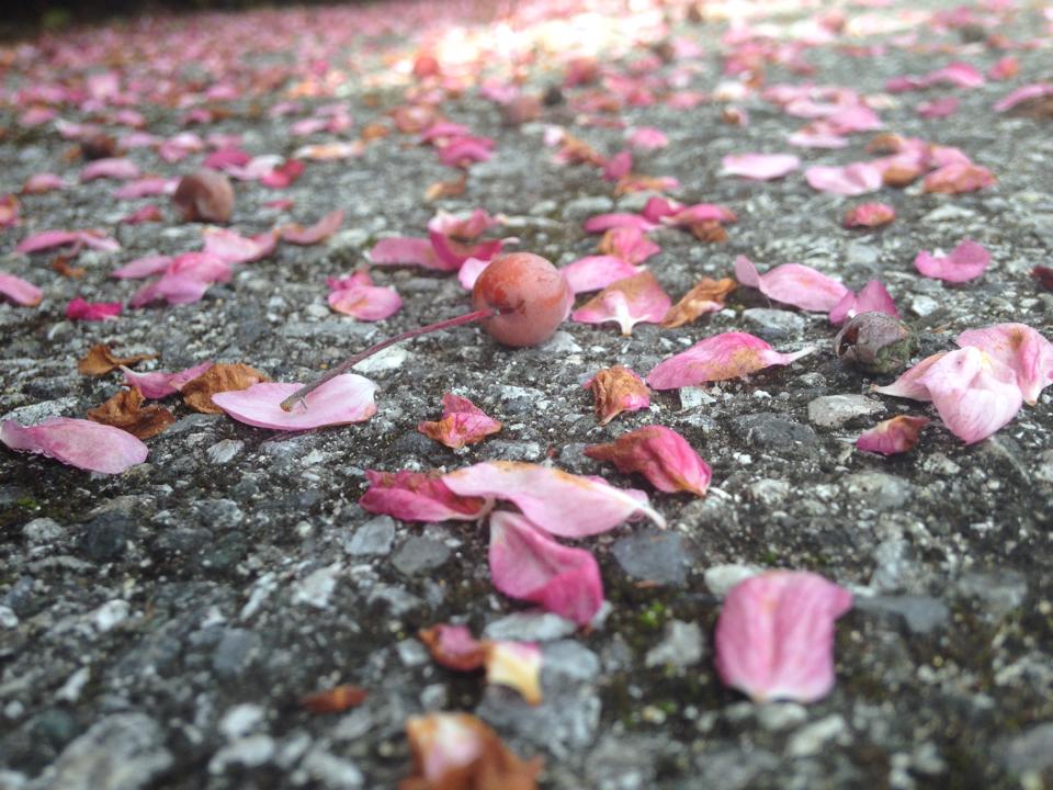 Beauty is Everywhere