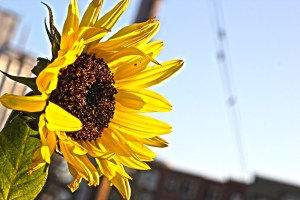 sunflowers_ann_bassette_IMG_2452